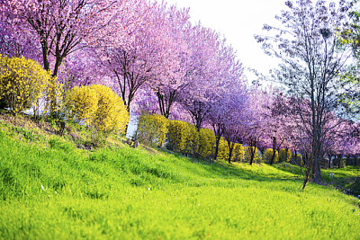 Blommande Sakura-träd