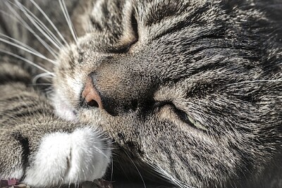 gato tomando una siesta