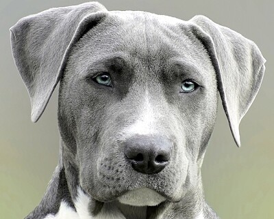 Lindo cão Weimaraner