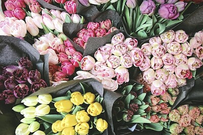 Colored bouquets of tulips