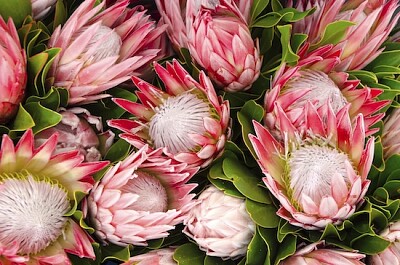 Bouquet de Protea Exuberante