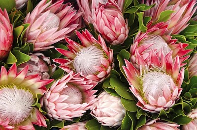 Lush Protea Bouquet jigsaw puzzle