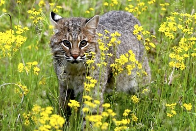 Gato montés al aire libre