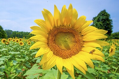 Sunflowers bloom in the Western Montgomery jigsaw puzzle