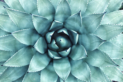 Succulent Macro Shot jigsaw puzzle