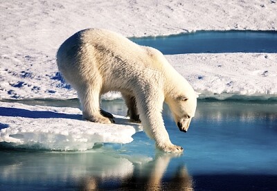 Orso polare nell'Artico