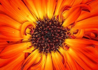 Fire Flower (by William Hulbert) jigsaw puzzle