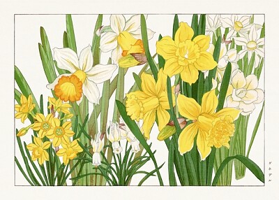 Pintura em xilogravura de narcisos