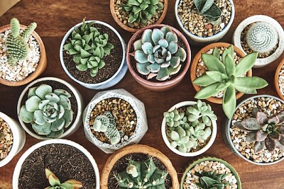 Mixed Cacti and Succulents