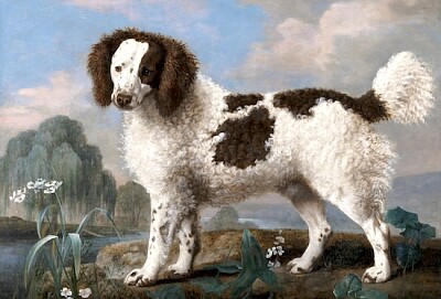 Perro de aguas marrón y blanco (1778)