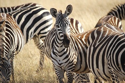 Cratere di Ngorongoro, Tanzania