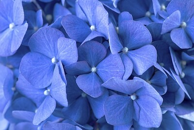 Gros plan d'hortensia bleu