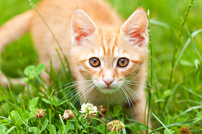 Pequeño gatito rojo curioso