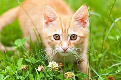 Curieux petit chaton rouge