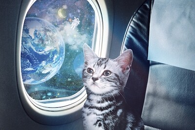 Gatto seduto su un aeroplano
