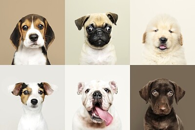 6 очарователни кученца