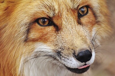 Red Fox Närbild