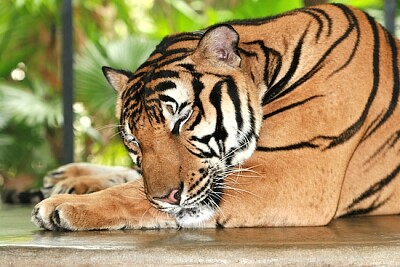 tigre durmiente