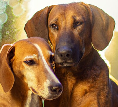 2 perros retrato