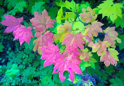 Acero di vite in autunno