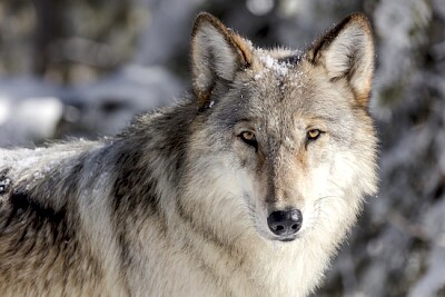 Portrait de loup dans la neige