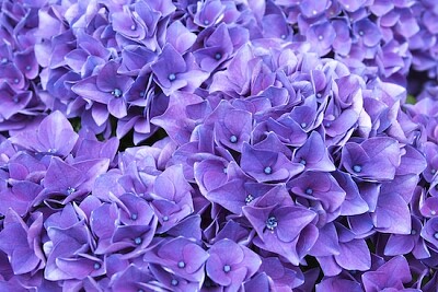 Campo di ortensie viola