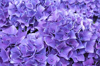 Champ d'hortensia violet