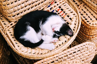 Schwarz-weißes Kätzchen zusammengerollt in einem Korb