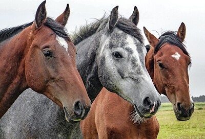 3 Horses jigsaw puzzle