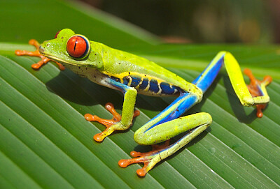 Rotäugiger Laubfrosch