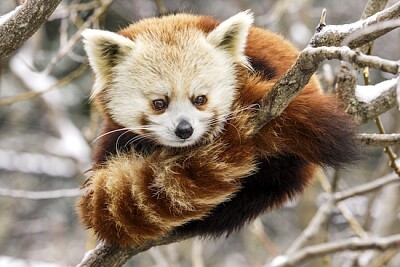 Red Panda jigsaw puzzle