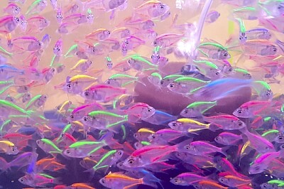 Peces brillantes de neón de colores