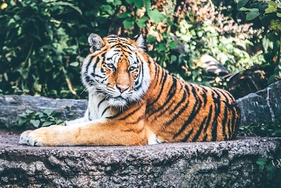 Tigre sentado na floresta