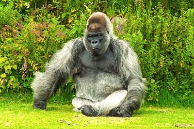 Ruhender Gorilla