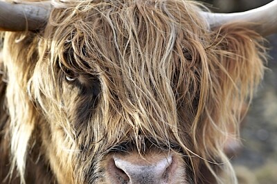 Vache Highland à Elgol, Royaume-Uni