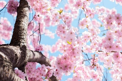 A cherry blossom tree in bloom in Kungsträdgården