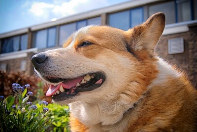 Chien corgi souriant