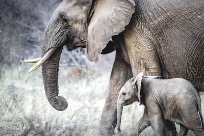 Mamma e cucciolo di elefante