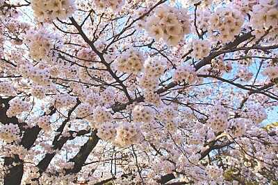 Japan sakura flower jigsaw puzzle