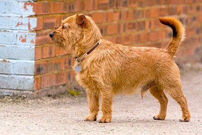 mignon, brun, chien