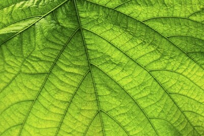 Зелено листо отблизо