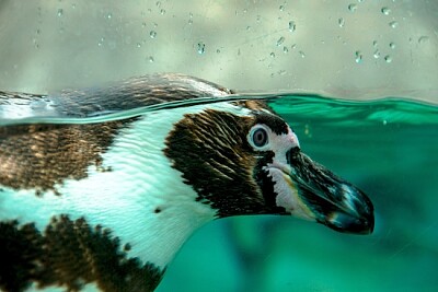 Pływający pingwin Humboldta