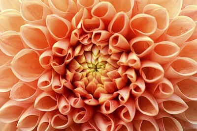 Dahlia orange gros plan