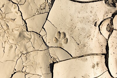 Animal track in baked earth jigsaw puzzle
