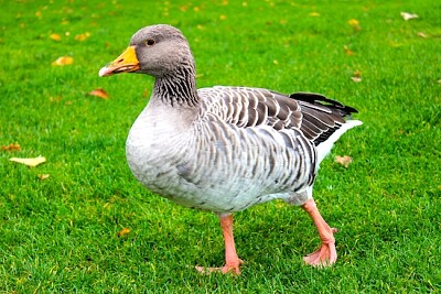 Toulouse Goose Close Up. jigsaw puzzle