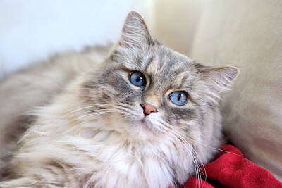 Süße Ragdoll-Katze