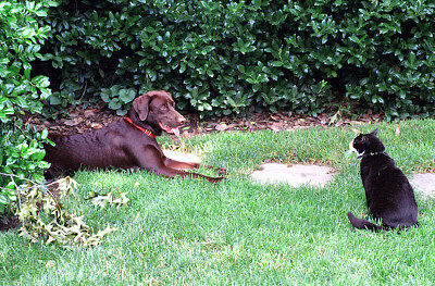 Socken die Katze und Buddy der Hund