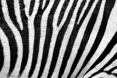 Zebra-Muster