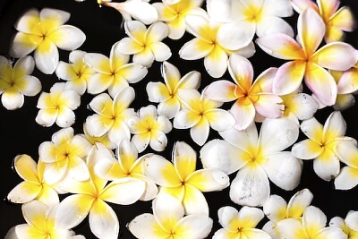 Plumeria flotando sobre el agua