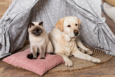 Gato sentado ao lado de um labrador